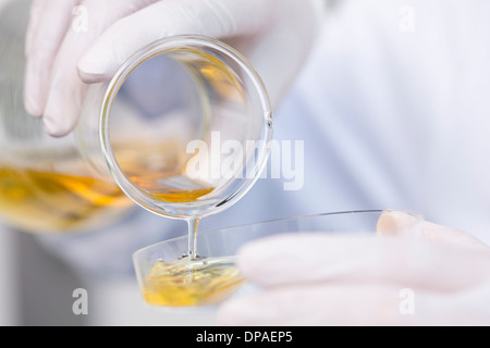 Flask with growth medium (agar-medium) being poured into petri dish. Bacterial growth Stock Photo