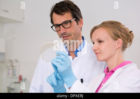 Scientists examining bacterial growth/plaques in petri dish Stock Photo