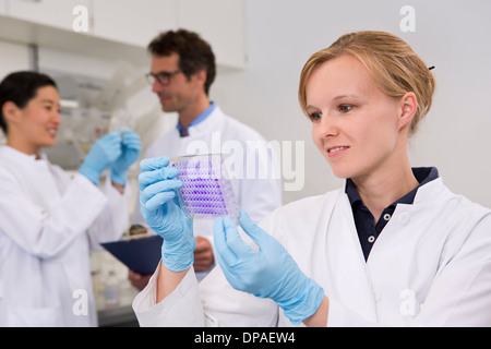 Scientist with 96-well microtiter plate with crystal violet solution to examine toxicity Stock Photo