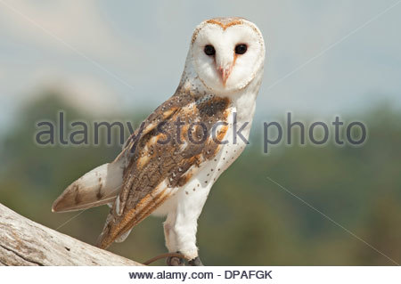 Side View Of A Barn Owl In Flight With Wings Spread Out And Legs