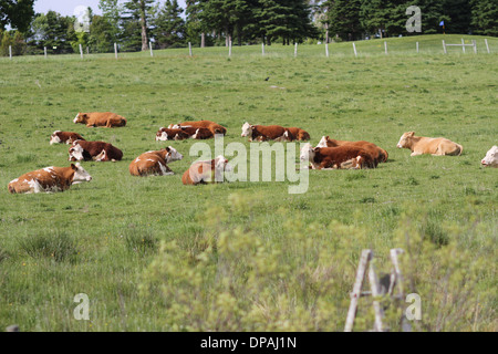 Cows laying down n a field in rural Nova Scotia Stock Photo