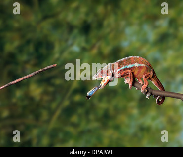 Chameleon feeding Stock Photo