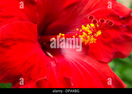 Macro of a large red hibiscus flower Stock Photo