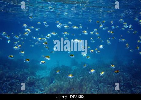 School of fish Sergeant-major with water surface ripples and coral reef seabed, Caribbean sea, Martinique Stock Photo