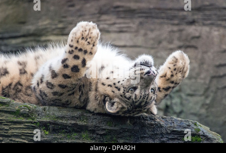 Female snow leopard lying upside down on rock Stock Photo