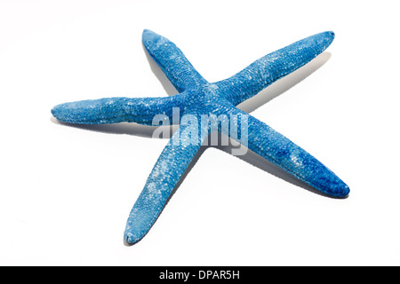 Starfish, mussel and seashells isolated on white Stock Photo