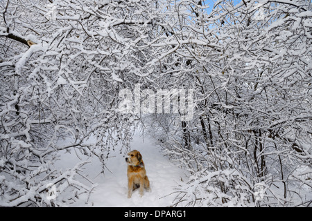 Dog sitting under bent trees covered with ice and snow on a forest path after ice storm in Toronto Stock Photo