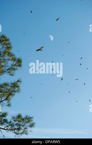 Vultures circling in sky with moon Stock Photo