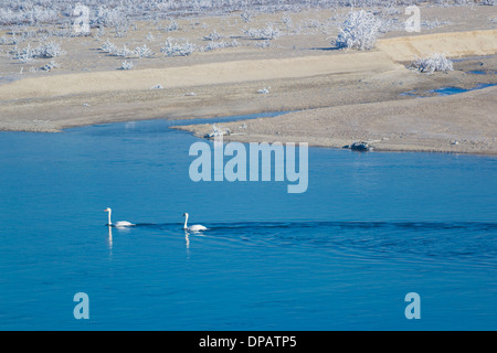 Mute swan (Cygnus olor) couple (pair) swimming on a morning winter Stock Photo