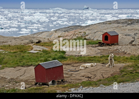 Sled dogs with icebergs in Disko Bay, Ilulissat, West Greenland Stock Photo