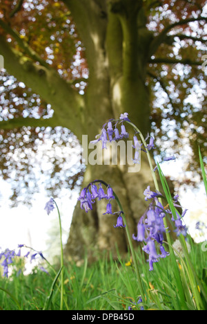 Glastonbury Abbey gardens in spring, Glastonbury UK Stock Photo
