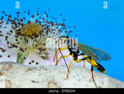 Close up of Ichneumon wasp, Amblyteles armatorius. Essex UK Stock Photo