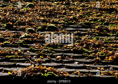 House roof covered with moss and leaves Stock Photo - Alamy
