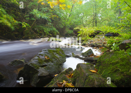 Whitfield Gill Force, nr Askrigg, North Yorkshire, England. Stock Photo