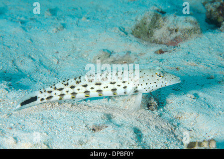 Speckled sandperch (Parapercis hexophtalma) Red sea, Egypt, Africa Stock Photo