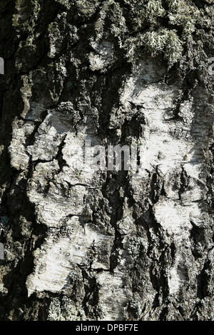 Germany, Baden-Wuerttemberg, detail of a downy birch, birch bark Stock Photo