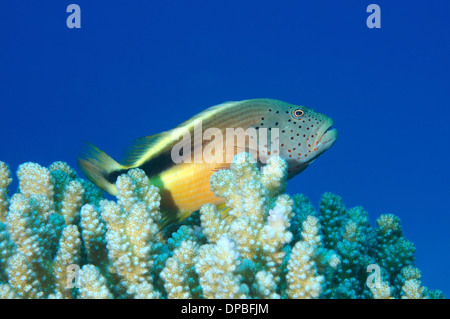 Perched freckled hawkfish or Black-sided hawkfish (Paracirrhites forsteri), Red Sea, Egypt, Africa Stock Photo