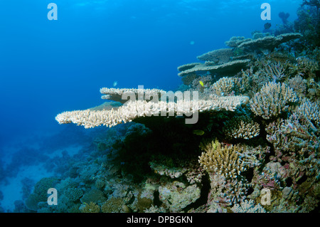 coral reef in Ras Muhammad National Park, Sinai Peninsula, Sharm el-Sheikh, Red sea, Egypt, Africa Stock Photo