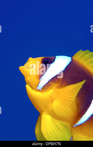 Red Sea clownfish, Threebanded Anemonefish or Twoband Anemonefish (Amphiprion bicinctus) with open mouth, Red sea Stock Photo