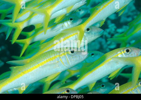 school of fish Yellowfin goatfish (Mulloidichthys vanicolensis), Red Sea, Egypt, Africa