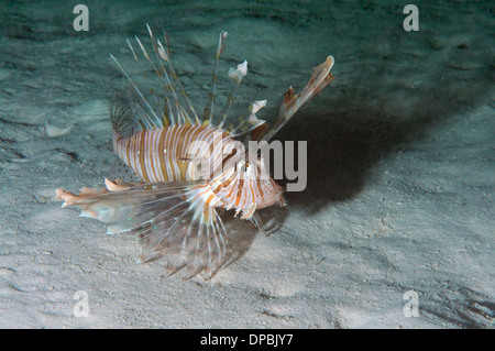 Red lionfish (Pterois volitans) in night diving. Red Sea, Egypt, Africa Stock Photo