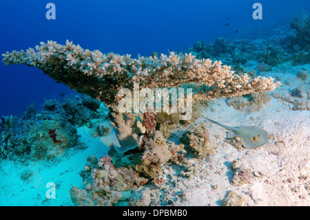 Blue spotted stingray (Taeniura lymma) in Ras Muhammad National Park, Sinai Peninsula, Sharm el-Sheikh, Red sea, Egypt, Africa Stock Photo