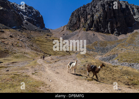 Llamas carrying luggage over a pass on the lares Trek, Peru Stock Photo