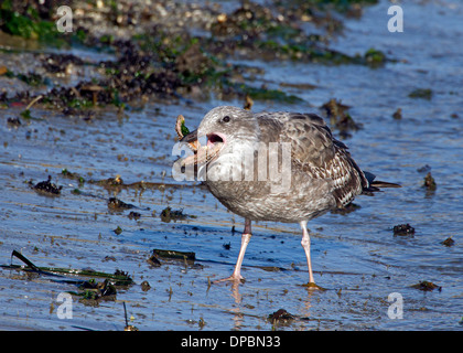 Immature Western Gull Eating a Starfish Stock Photo