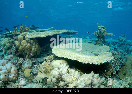 coral reef in Ras Muhammad National Park, Sinai Peninsula, Sharm el-Sheikh, Red sea, Egypt, Africa Stock Photo