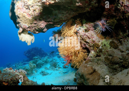 coral reef in Ras Muhammad National Park, Sinai Peninsula, Sharm el-Sheikh, Red sea, Egypt, Africa Stock Photo