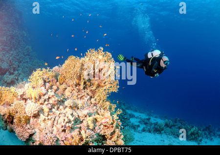 Diver looking at Coral reef. Red sea, Egypt, Africa Stock Photo