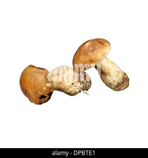 Porcine mushrooms (Boletus Edulis),  on white background. Stock Photo