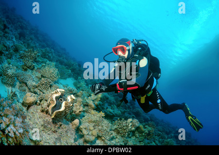 Diver looking at maxima clam or small giant clam (Tridacna Maxima) Red sea, Egypt, Africa Stock Photo