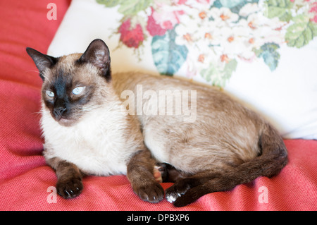 sleepy cat on top of the couch Stock Photo