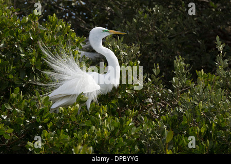 Great Egret in Breeding Plumage Stock Photo