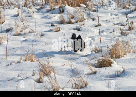 Black cocker spaniel running in snow Stock Photo