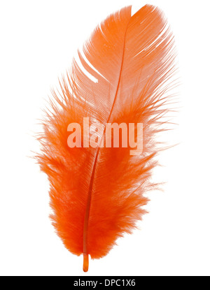 Orange feather isolated on white background cutout Stock Photo