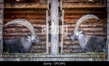 Two Alpine Ibex bucks sitting in a wooden shelter opposite each other Stock Photo