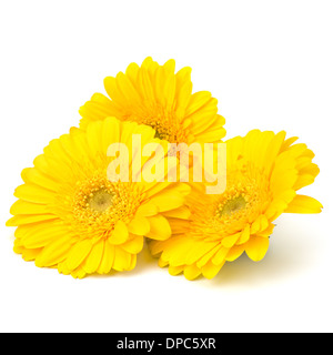 Beautiful daisy gerbera flowers isolated on white background Stock Photo