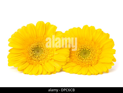 Beautiful daisy gerbera flowers isolated on white background Stock Photo