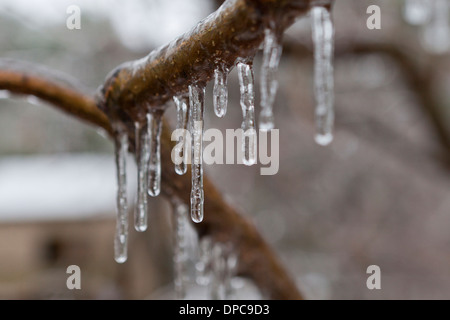 Freezing rain icicles on tree branch - Virginia USA Stock Photo