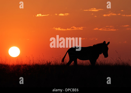 Cape Mountain Zebra (Equus zebra) silhouetted against a red sunrise, South Africa Stock Photo