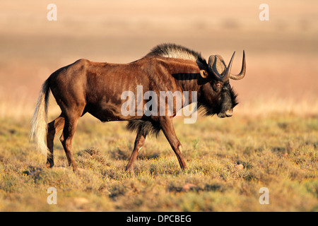 Male black wildebeest (Connochaetes gnou), South Africa Stock Photo