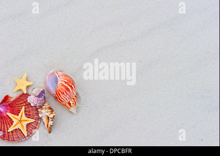 Starfishes and seashells on sand with copy space Stock Photo