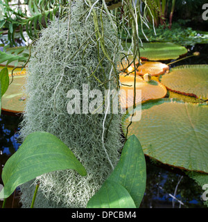 Turku: Botanical Gardens: Tropical Plants Stock Photo