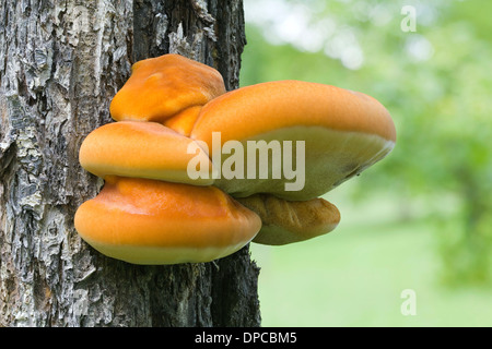 Young Polyporus sulphureus (Shelf fungus) at the Tree Stock Photo