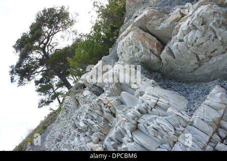 A tree growing on the rocks Stock Photo