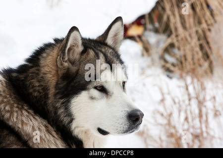 Portrait of Alaskan Malamute dog Stock Photo