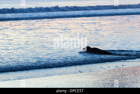 Stranded Seal pup making its way to the sea as the tide rises on Seaton Carew beach at sunrise. UK Stock Photo