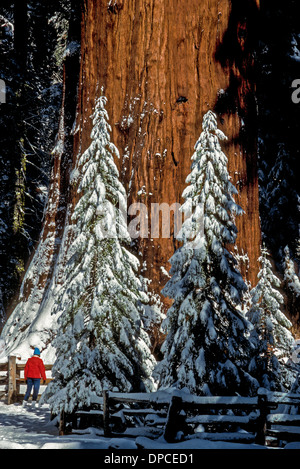 The world's largest tree is a giant sequoia called General Sherman that dwarfs humans and new-growth sequoias covered with snow in winter in the USA. Stock Photo